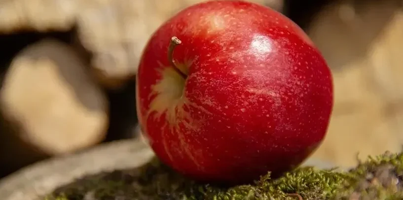 공복 사과 건강에 좋은데 왜 위가 불편할까요? 2 공복-사과-사진