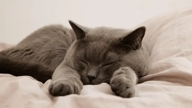 수면장애 증상 총정리 당신이 놓치고 있는 6가지 신호 2 수면장애-증상-없이-잘자는-고양이